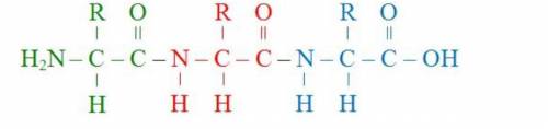 Examine the structural formula below.

Which of the following biomolecules is best represented by