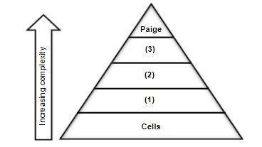 The graphic organizer above shows the levels of organization described in paragraph 2. Based on the