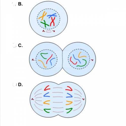 Mitosis is the process through which a cell replicates its DNA and produces two identical daughter