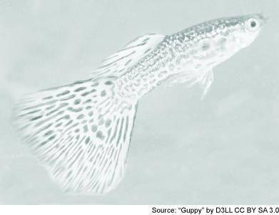 The picture shows Poecilia reticulata, a type of guppy fish, found in a large variety of tropical e