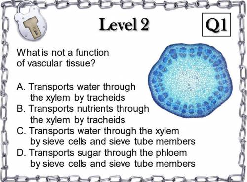 What is not a function

of vascular tissue?
A. Transports water through
the xylem by tracheids
B.