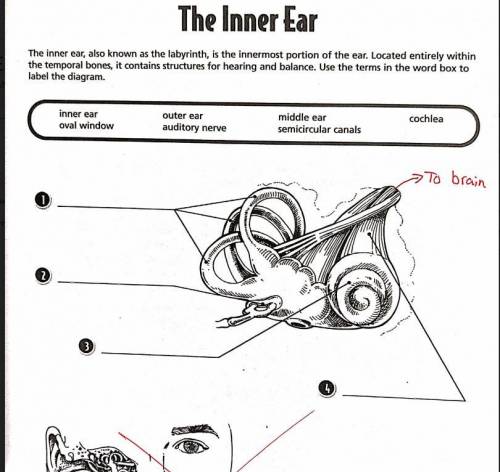 Please help: the inner ear 
no links!
don't answer if u don't know!