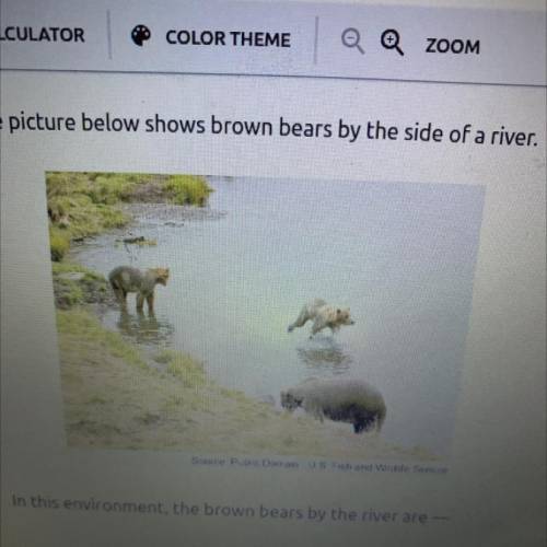 The picture below shows brown bears by the side of a river.

In this environment, the brown bears