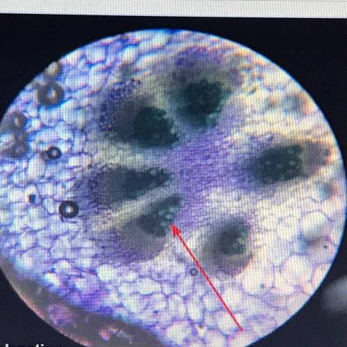 What is this plant tissue?