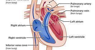 The right ventricle pumps blood to the__
while the left ventricle pumps blood to the __