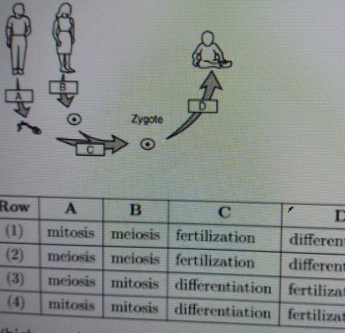 HELP ME PLEASE! 50 Points!

The diagram below represents processes involved in human reproduction.