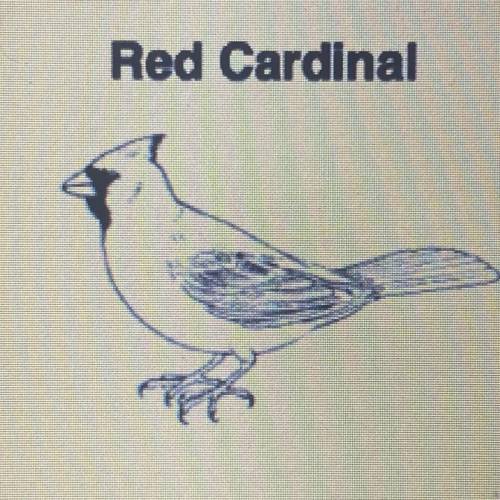Red Cardinal

Which characteristic supports the hypothesis that this bird spends a great deal of t