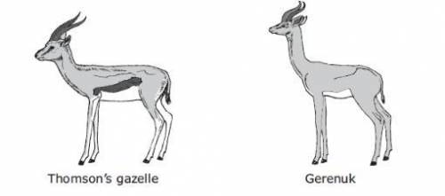 Many types of grazing animals live in Africa. The picture shows two of these animals that have abou