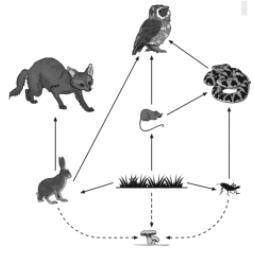 In this food web, energy is transferred directly between which organisms?

Answer
F
fox and owl
G