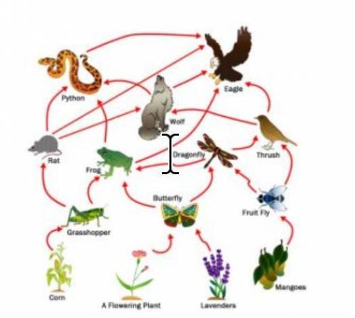 The food web below shows the interaction of food chains within an ecosystem. In which food chain wo