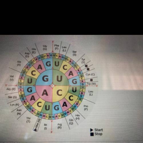 Translate the DNA sequence into a protein: TAC GGC GCT ACT