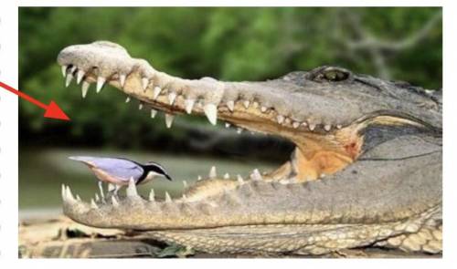 Look at this picture. Is this bird about to become this predator’s lunch? What do you think is happ