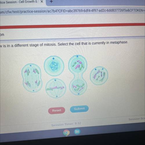 Each of the animal cells shown below is in a different stage of mitosis. Select the cell that is cu