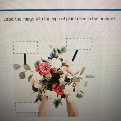 Label the image with the type of plant used in the bouquet.

mass flower
filler flower
foliage
lin