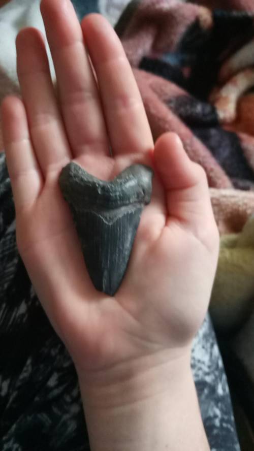 What type of shark tooth is this
