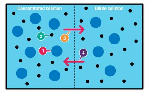 Look at the diagram below. It shows two solutions separated by a partially permeable membrane. Whic