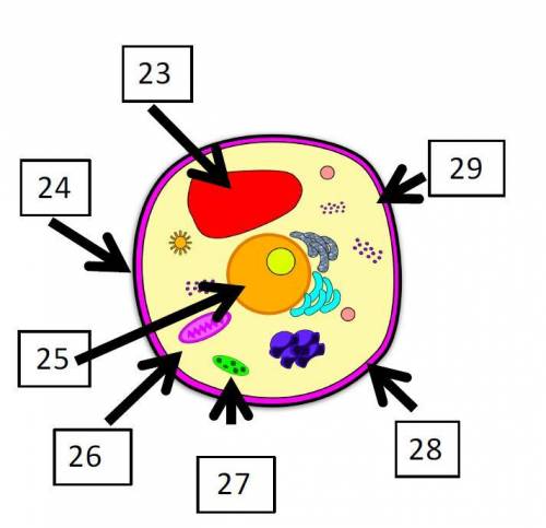 Use the picture to match the numbered label to the name of the organelle that it is pointing to.