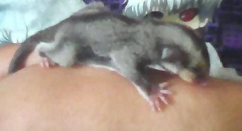 Hi, this is my baby sugar glider. She's only about 8 weeks old. Sadly yesterday her sister died but