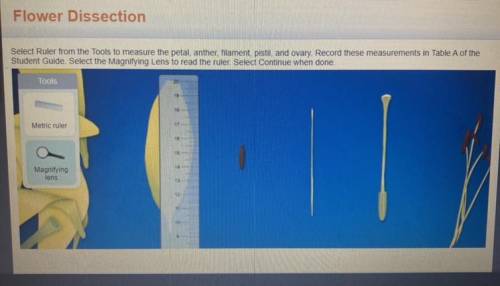 Flower Dissection

Select Ruler from the Tools to measure the petal, anther, filament, pistil, and