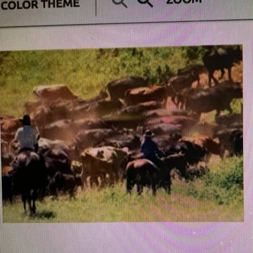 PlEASE HELP

The picture above represents 
A:Cowboys on a cattle drive
B:Cowboys planting cotton
C