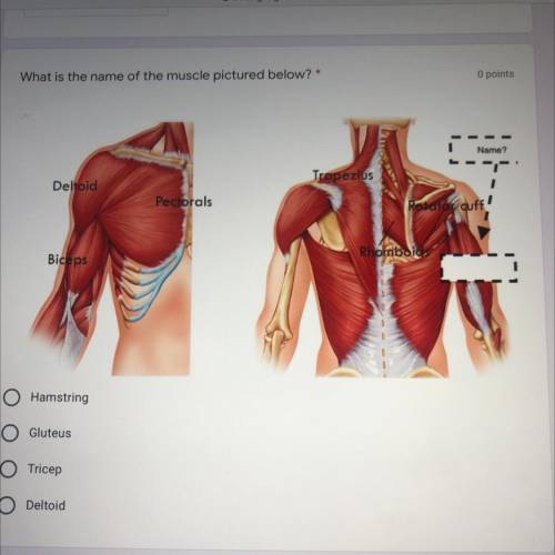 What is the name of the muscle pictured below?

1. Hamstring 
2. Gluteus
3. Tricep
4. deltoid