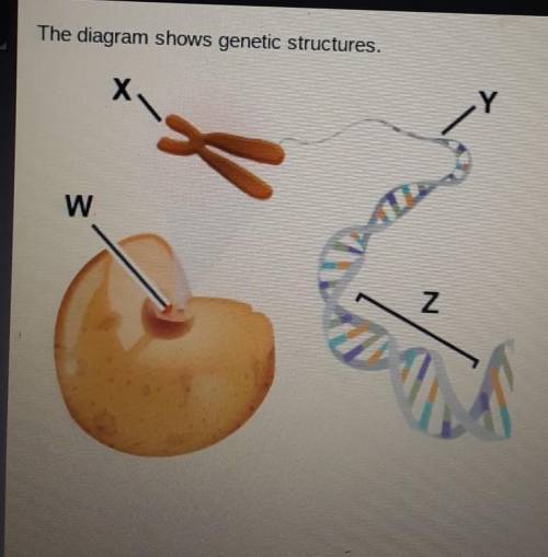 The diagram shows genetic structures. Which label best represents the area marked Y? ​