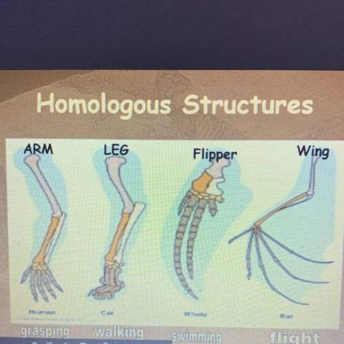 Why do you think the Radius and Ulna (The

orange and white bones) are so short and stalky
on the