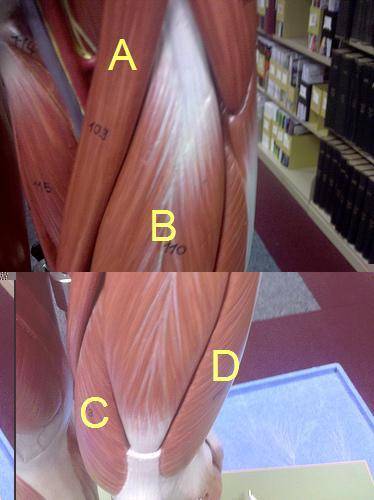 What muscle is letter B showing in the diagram below?