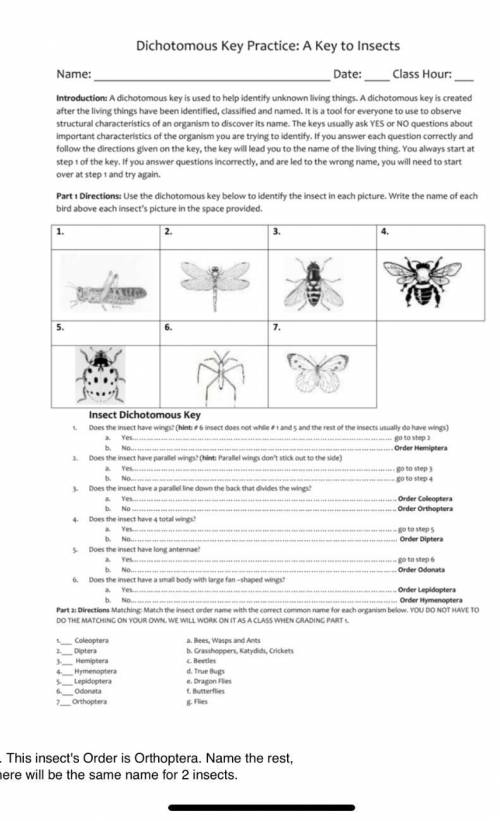Dichotomous key practice: a key to insects 
Please help
