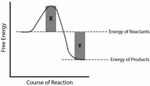 The shaded regions X and Y indicate changes in the energy level of the system. Which of the followi