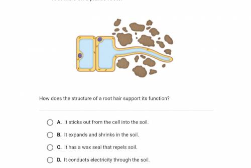 How does the structure of a root hair cell support its function?