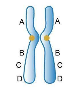 The image shows the location of genes A, B, C, and D on a chromosome.

A chromosome. Gene A is abo