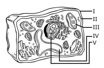 Which structures identify the type of cell shown in the above diagram?

A. I, II, V
B. I, IV, V
C.