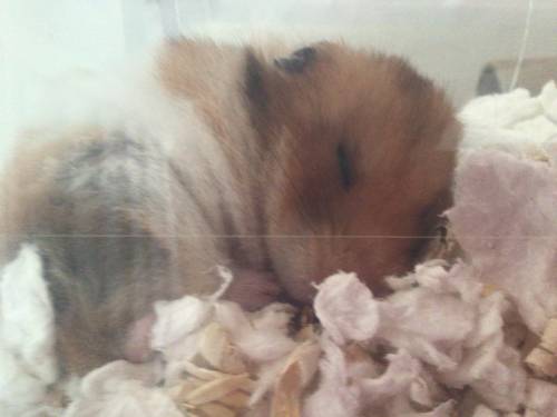 This is mah hamster and So umm I wish hamsters sleep in the night and wake up in da morning :(