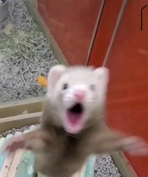 I’m a ferret and I want to kill your moma