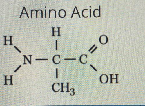 The formation of amino acids takes place in the cell using atoms from sugar C, H, and O.

Based on