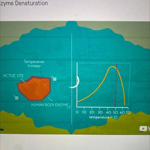 Look at the graph...What is the optimal temperature for this enzyme?

A. 60 degrees C
B. 45 degree
