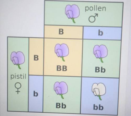 PLS HELP ME

what is the probability of two purple flowers in this punnett square having heterozge