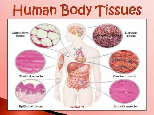 What are the types of tissue found in human body​