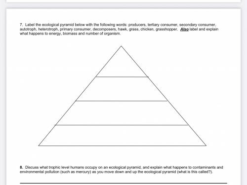 Label the ecological pyramid below with the following words: producers, tertiary consumer, secondar