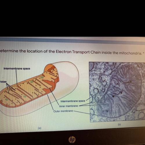 Determine the location of the electron transport chain inside the mitochondria

1. Outer membrane