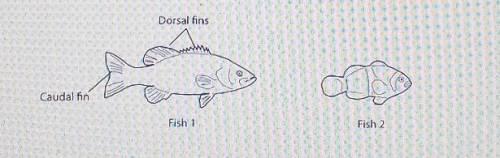 Question 1 An illustration of two fish is provided. Which paired statements could be used to distin