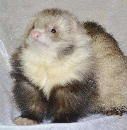 HumanFerret hates being with humans