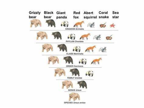 If a Grizzly Bear and the red fox are the Same order, what other levels of classification Must they