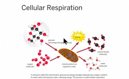 What do you think this diagram shows about cellular respiration?
