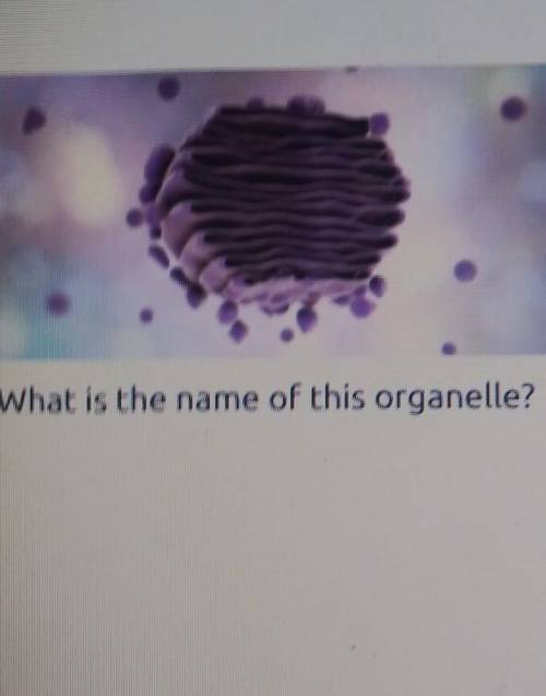 What is the name of this organelle?​

A. MitchondrionB. Golgi BodyC. NucleusD. Cell wall