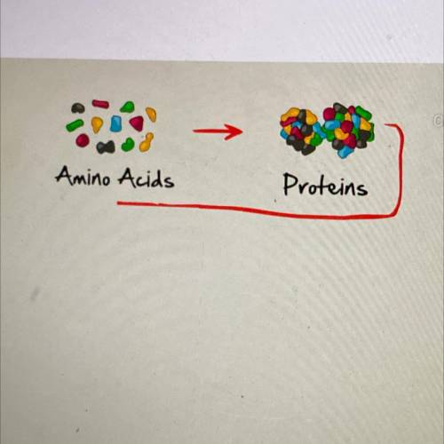 Amino acids build
A. proteins
B. monomers
C. nucleic acids