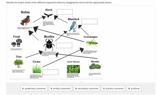 Identify the trophic levels of the different organisms below by dragging the terms into the appropr