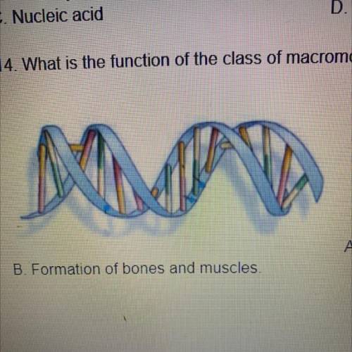 What is the function of the class of macromolecules represented in the following diagram
