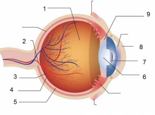 30 points!!!

Match each part of the eye with the correct label.
-lens
-fovea
-iris
-vitreous gel